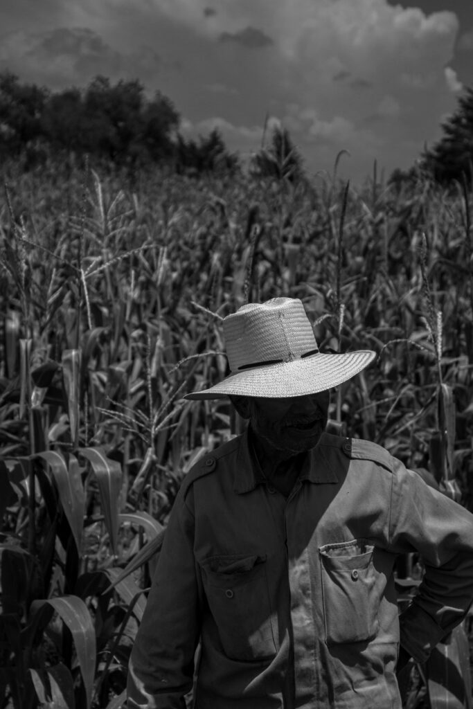Un homme dans un champs de maïs